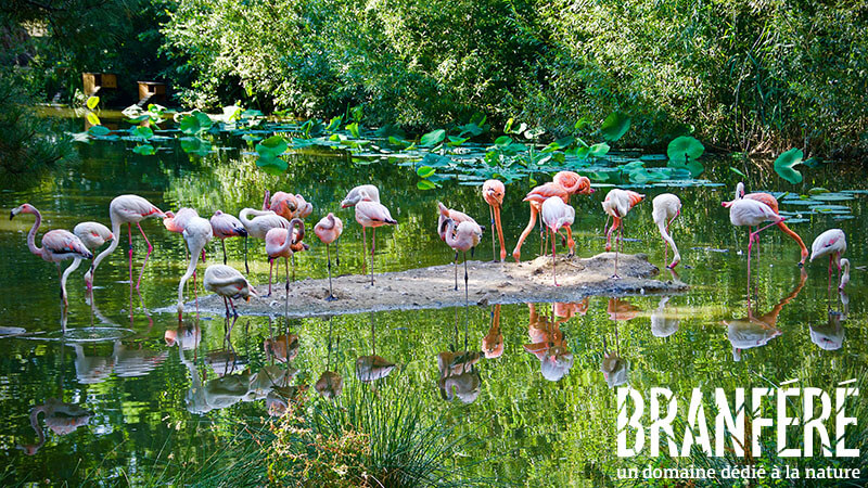 Branféré - parc animalier er botanique